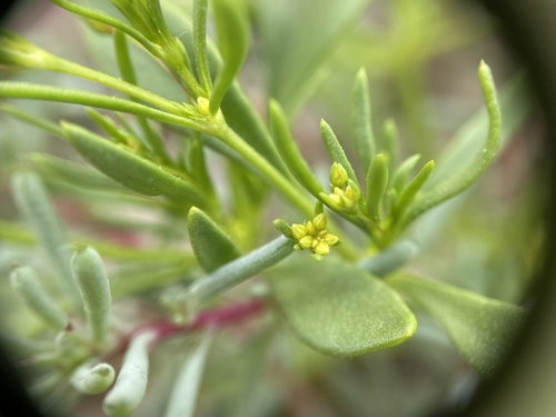 Image of Stenogonum salsuginosum by (c) Martin Purdy, some rights reserved (CC BY)