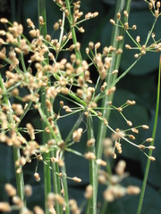 Fimbristylis quinquangularis quinquangularis
