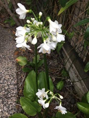 Proiphys cunninghamii