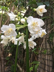 Proiphys cunninghamii