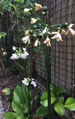 Proiphys cunninghamii