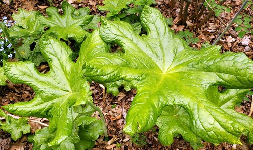Chinese May Apple (Podophyllum versipelle)