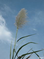 Phragmites karka