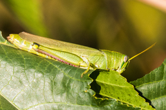 Schistocerca alutacea