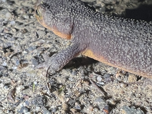 iNaturalist observation photo of California Newt