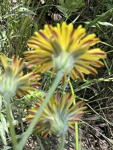 iNaturalist observation photo of Beaked Hawksbeard