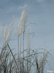 Phragmites karka