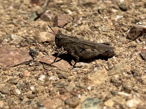 iNaturalist observation photo of Painted Meadow Grasshopper