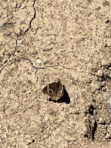 iNaturalist observation photo of Gray Buckeye