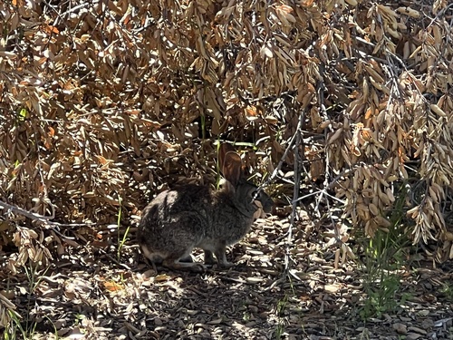 iNaturalist observation photo of Brush Rabbit