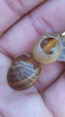 Cornu aspersum