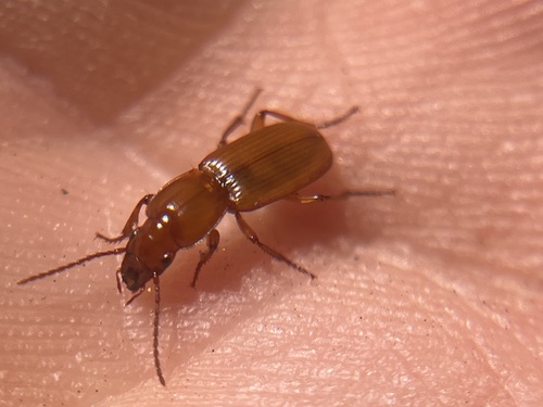 iNaturalist observation photo of Pterostichus angustus