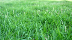 Zoysia matrella