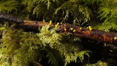 Heterotextus luteus