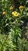 Golden Everlasting - Photo (c) Chris Ecroyd, some rights reserved (CC BY-NC), uploaded by Chris Ecroyd