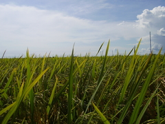 Oryza sativa