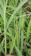 Paspalum conjugatum