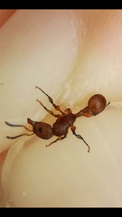 Dilobocondyla