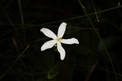 Sabatia difformis