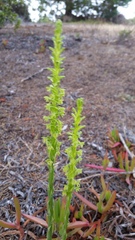 Platanthera michaelii