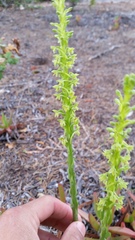 Platanthera michaelii