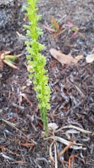 Platanthera michaelii