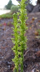 Platanthera michaelii