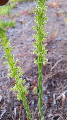 Platanthera michaelii
