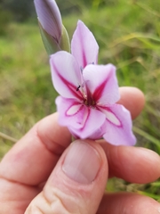 Gladiolus gueinzii