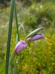 Gladiolus gueinzii