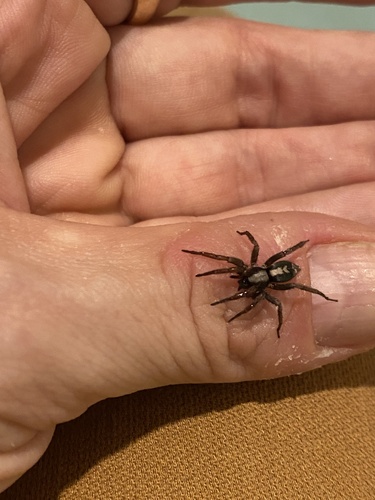 Eastern Parson Spider, Village Ct, Berlin, MA, US, photo 10 of 10