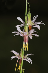 Nabalus autumnalis