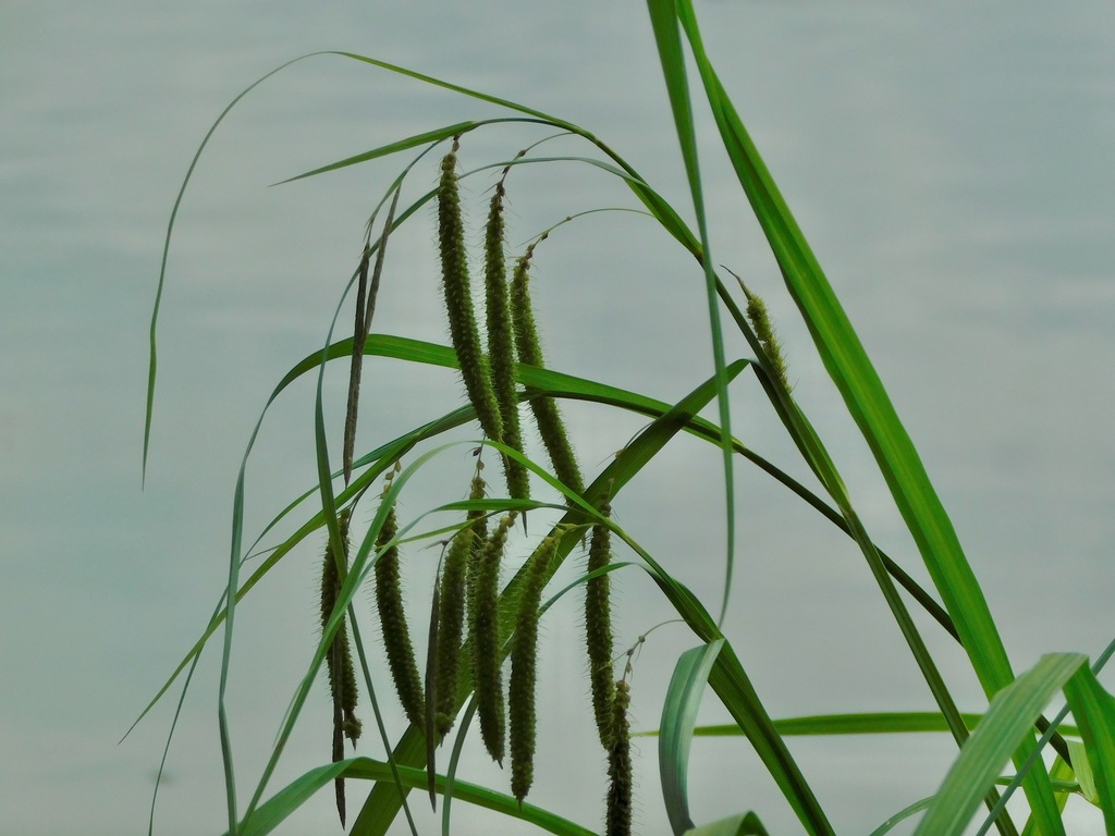 Carex sect. Phacocystis