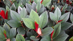 Costus erythrophyllus