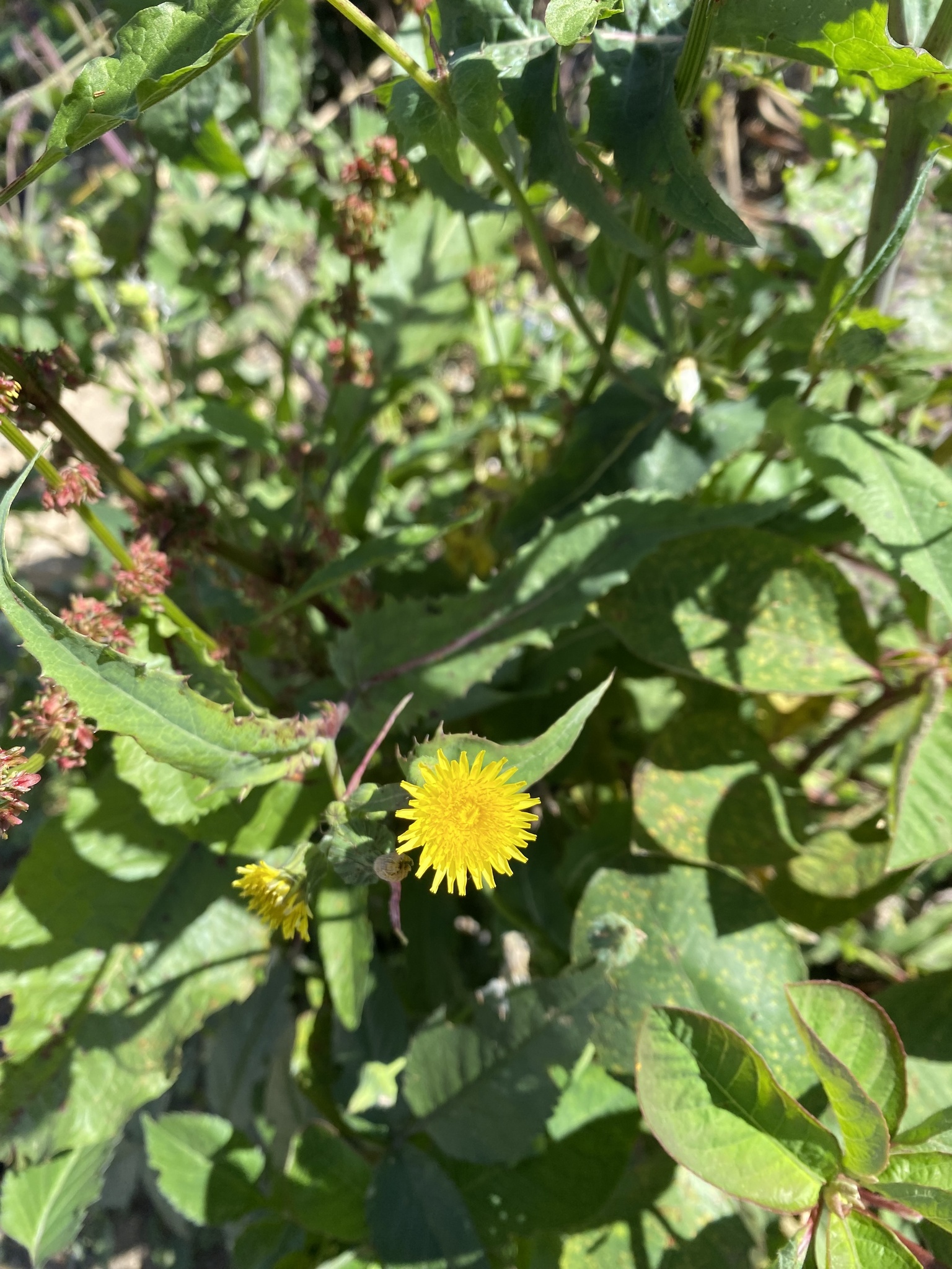 Sonchus oleraceus