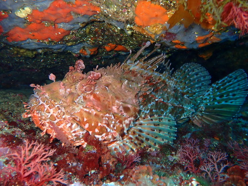 Red Scorpionfish, photo 2 of 7