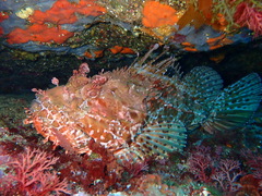 Red Scorpionfish photo 2