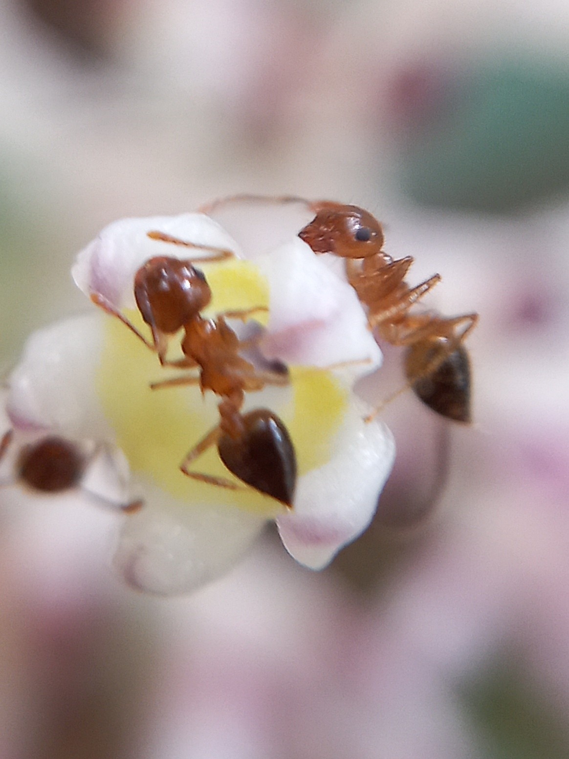 Crematogaster wroughtonii