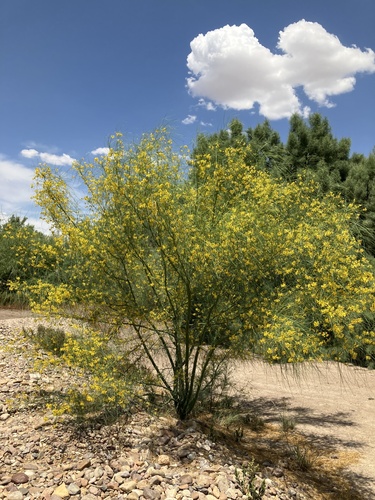Mexican palo verde