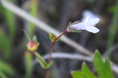 Collinsia sparsiflora collina