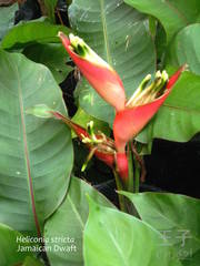 Heliconia stricta