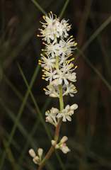 Triantha racemosa