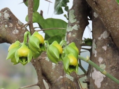 Catasetum viridiflavum