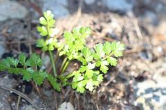 Apium prostratum filiforme