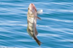 Paralabrax nebulifer