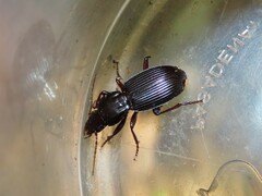 Pterostichus tristis