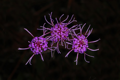 Carphephorus tomentosus