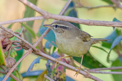 Phylloscopus armandii