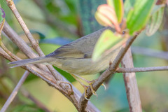 Phylloscopus armandii