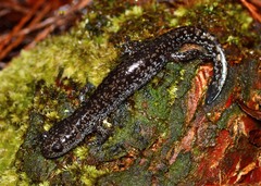 Mabee's Salamander photo 3